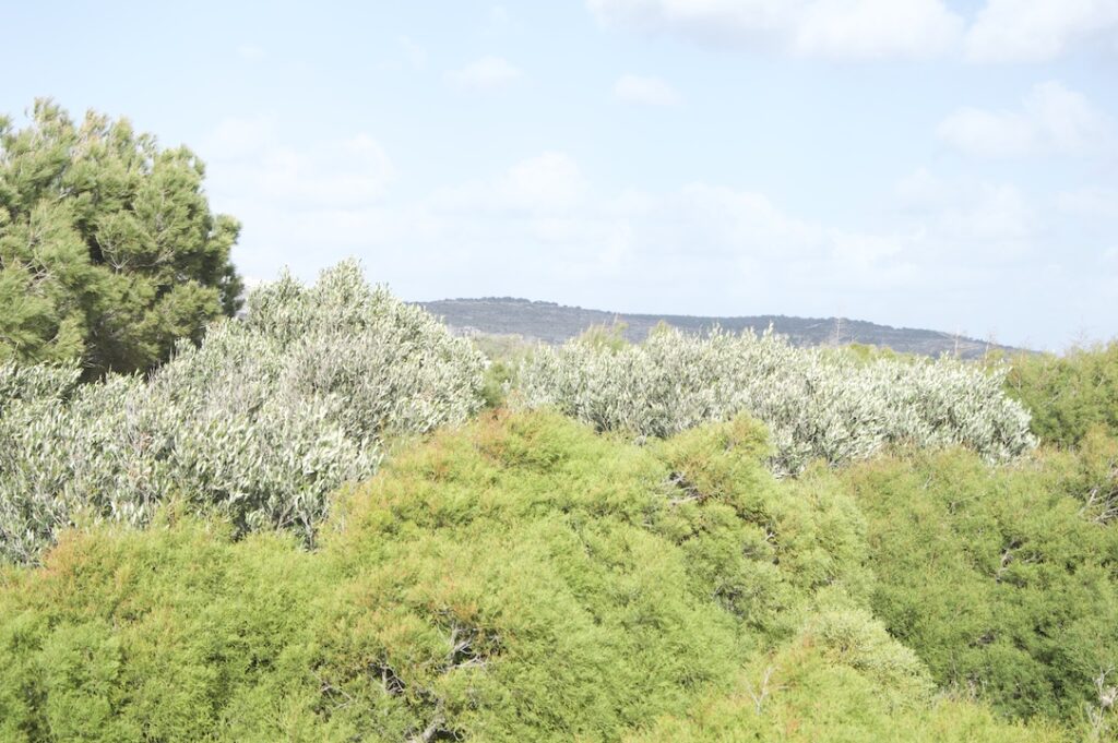 Olivenbäume im Peace Grove der Gaia Fondation nahe Ghajn Tuffieha in Malta.